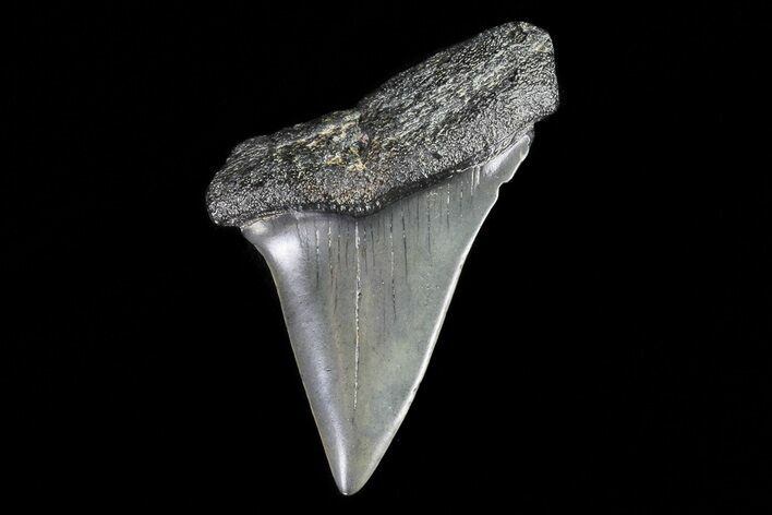Bargain Fossil Mako Shark Tooth - Georgia #75081